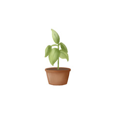 Green plant in a pot