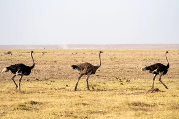 Wandcirkels aluminium Three ostrich birds walk in the grass of Amboseli National Park Kenya Africa © MelissaMN