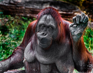 Bornean orangutan female at the window. Latin name - Pongo pygmaeus abelii	
