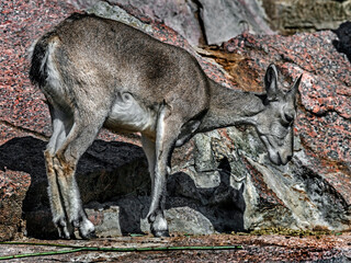 Blue sheep female on the rock in the enclosure. Latin name - Pseudois nayaur