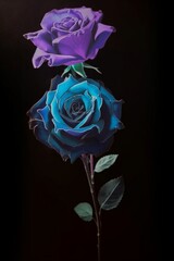Fototapeta na wymiar Blue and violette rose , generative AI 