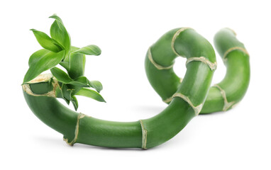 Piece of beautiful green bamboo stem on white background