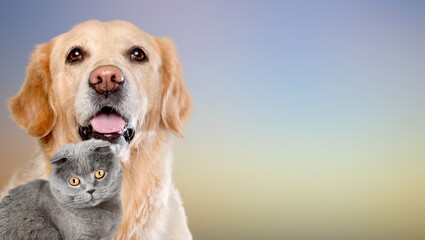 Happy pets. Cute Dog and cat