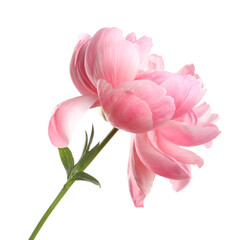 Fototapeta premium Beautiful pink peony flower isolated on white