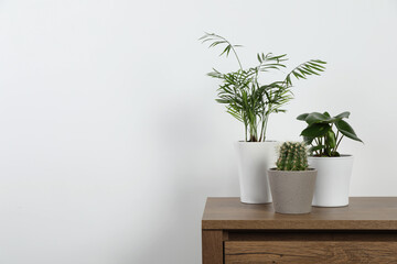 Many different houseplants in pots on wooden table near white wall, space for text