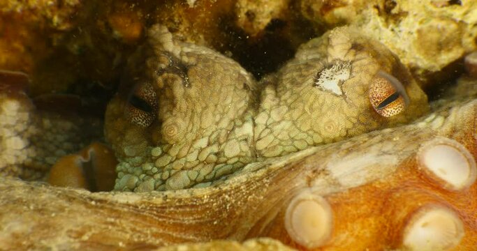 octopus hiding close up underwater scenery 