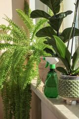 Beautiful houseplants in pots and spray bottle on windowsill indoors. House decor