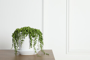 Beautiful green potted houseplant on wooden table indoors, space for text