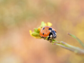 Seven Spot Ladybird. Coccinella septempunctata
