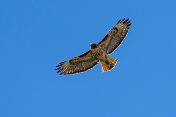 Red-tail hawk flying in flight