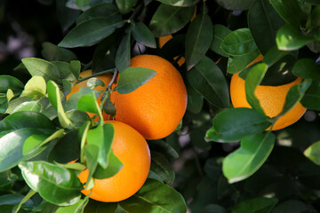 Oranges among green leaves on tree outdoors, closeup