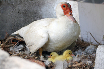 Familia de patos