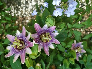 Flores