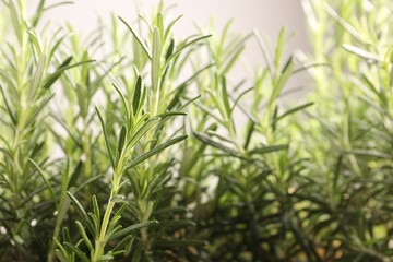 Aromatic green rosemary on light gray background, closeup