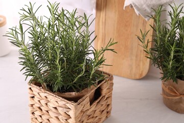 Aromatic green rosemary in pots on white table, closeup