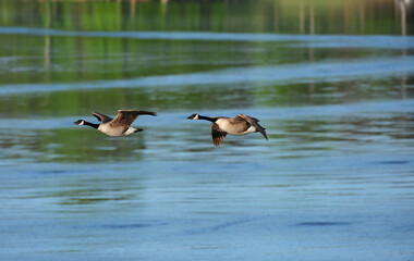 Canada Geese in early morning flight

