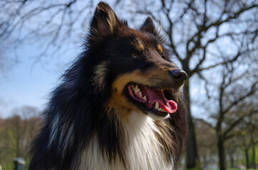 Portrait eines Shetland Sheep Dog