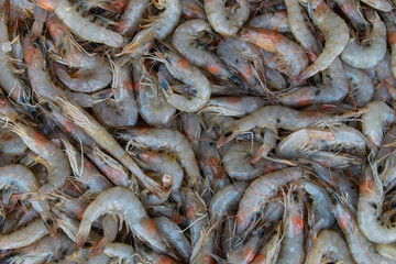 Fresh raw caught shrimps on ice on sale at fish market. Seafood pattern