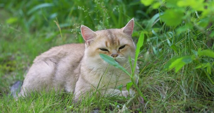 Fun Cat in the Green Grass. Portrait Pet closeup. British cat shorthair, color golden chinchilla.