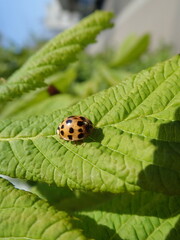 red seven-spor ladybird on a green leaf