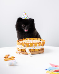 dog birthday cake, dog treats, dog donuts , dog cookies