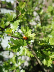 Fototapeta premium red seven-spor ladybird on a green leaf