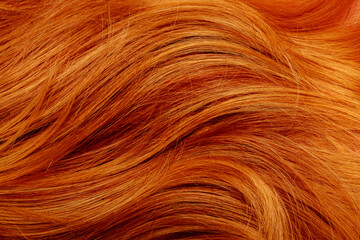 Red hair close-up as a background. Women's long orange hair. Beautifully styled wavy shiny curls. Hair coloring bright shades. Hairdressing procedures, extension.