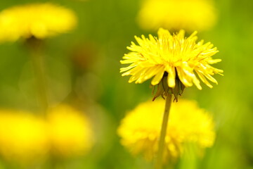 Yellow dandelion flower in spring garden. Art card