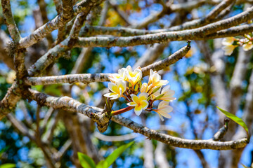 Yellow and white flowers on a Plumeria tree