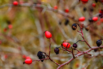 Ripe fruits on branches of the dog rose bush