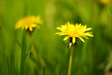 Yellow dandelion flowers in spring garden