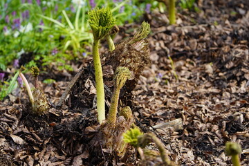 Young shoots of Gunnera manicata, Gunneraceae family. Hanover - Berggarteen, Germany.