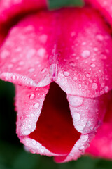 Macrophotographie d'une tulipe rouge couverte de rosée. Fleur et gouttes d'eau. Gouttelettes d'eau...