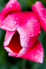 Macrophotographie d'une tulipe rouge couverte de rosée. Fleur et gouttes d'eau. Gouttelettes d'eau sur une fleur rouge. printemps humide. après la pluie
