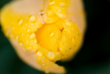 Macrophotographie d'une tulipe jaune couverte de rosée. Fleur et gouttes d'eau. Gouttelettes d'eau...
