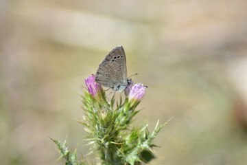 The black-eye blue butterfly (Glaucosyche melanops "mariposa escamas azules") sipping nectar from  a purple thistle flower
