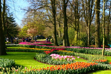 Fototapeta na wymiar Tulpenblüte in Holland, Keukenhof (3)