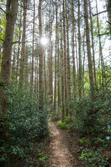 Footpath in the middle of a pine forest