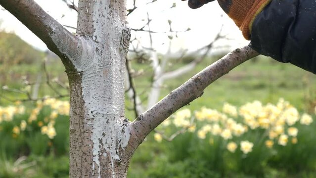 Spring processing of fruit trees. Whitening the bark of tree trunks to protect against pests. Garden care.