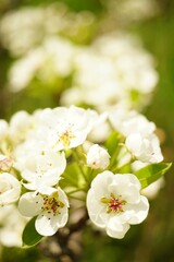Obraz na płótnie Canvas Fruit tree blooming, spring time pear branches blossom