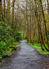 Fototapeta na wymiar Hiking nature trail at Clare Glens Forest Park