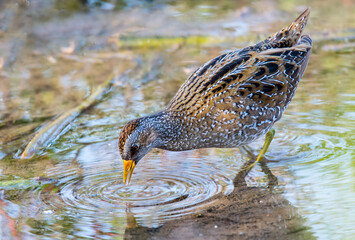 Spotted Creake (Porzana porzana) eating on the water.