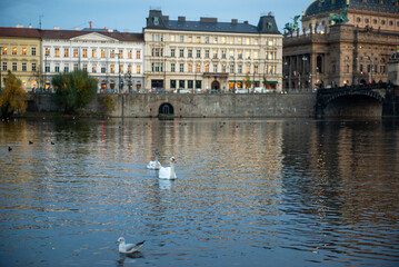 white swans swim on the river in Prague