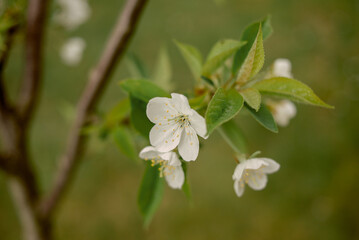 White beautiful flowers in the tree blooming in the early spring, backgroung blured. High quality photo
