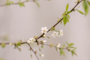 Obraz na płótnie Canvas Spring flowering tree branch with white flowers