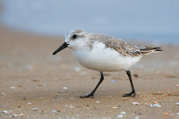 Sanderling (Calidris alba) in a spanish beach