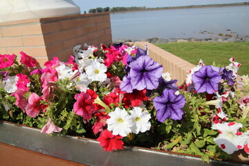 flowers in a garden