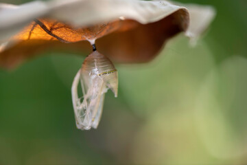  monarch chrysalis empty