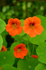 closeup the bunch yellow orange nasturtium flowers with vine and green leaves in the garden soft focus natural green brown background.