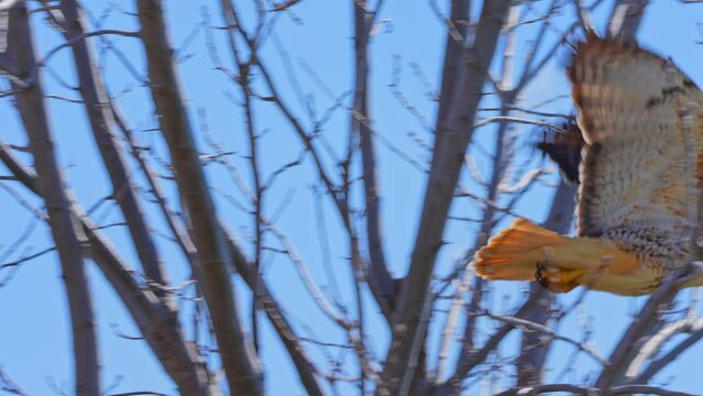 Red tailed hawk, Buteo jamaicensis, on the tree branch, near airport in Toronto, Ontario Canada. North America. Wildlife in the city.